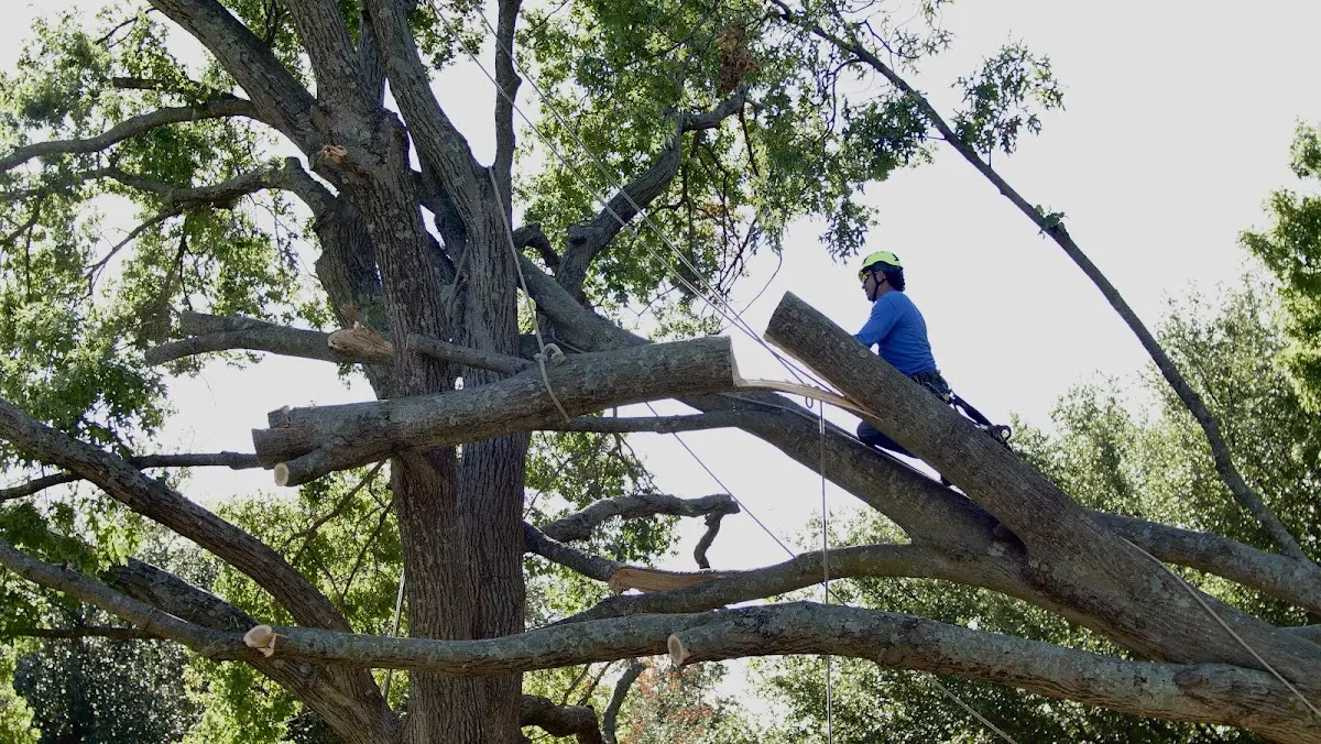 Professional Crown Thinning performed by certified arborists in Pringle