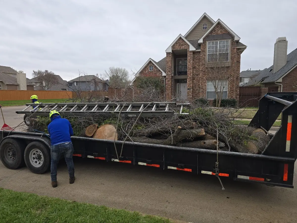 Expert Tree Removal with proper safety equipment in Pringle